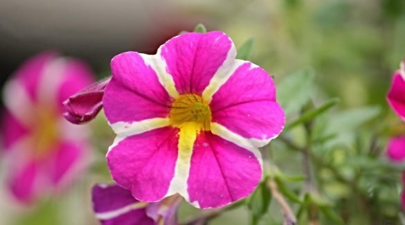 Petunie (Petunia-Hybriden)