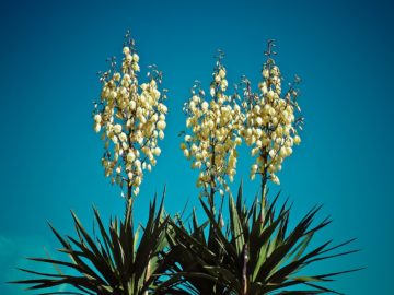 Palmlilie (Yucca filamentosa L.)