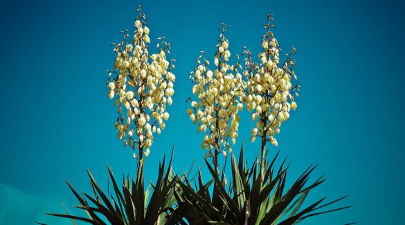 Palmlilie (Yucca filamentosa L.)